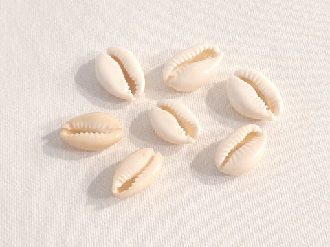 7 Cowrie Seashells for making the Crocheted Seashell Choker Necklace